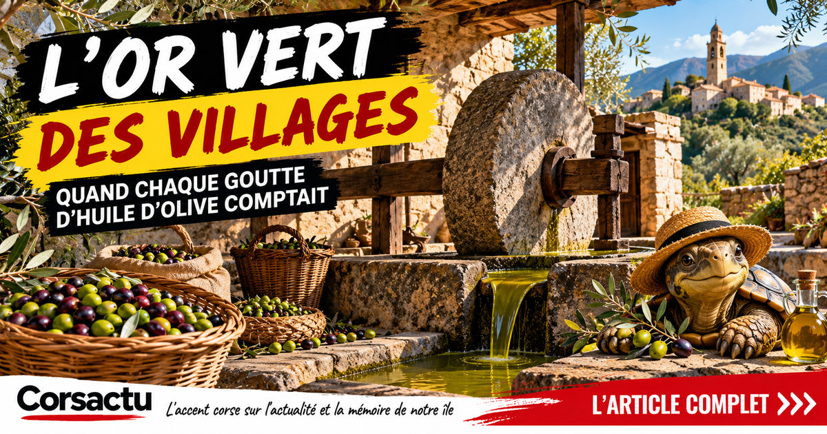 L’or vert des villages : quand chaque goutte d’huile d’olive comptait